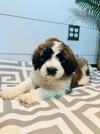 a small brown and white puppy laying on a bed