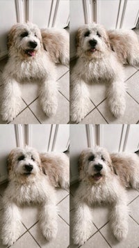 four pictures of a white dog laying on the floor