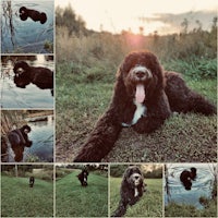 a collage of photos of a dog laying in the grass