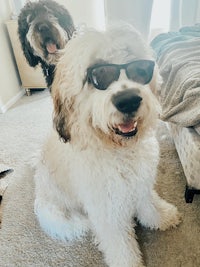 two dogs wearing sunglasses on the floor