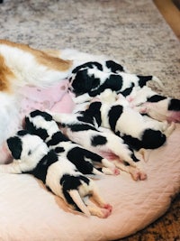 a dog is laying on a bed with puppies on it