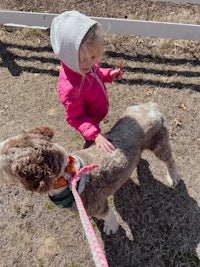 a little girl is petting a dog on a leash