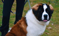 a st bernard dog on a leash