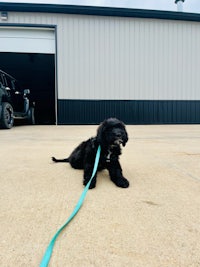 a black dog on a leash in front of a garage