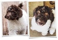 two pictures of a brown and white dog