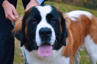 a large st bernard dog is being held by a person