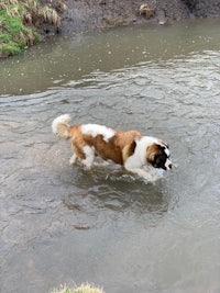 a brown and white dog wading in a river