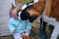 st bernard dog kissing a little girl