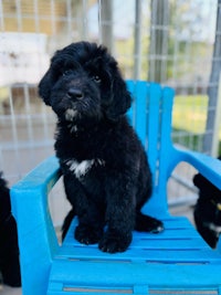 a black puppy sitting on a blue chair