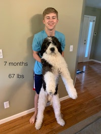 a young boy standing next to a large dog