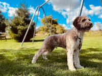 a dog standing in a grassy area with a swing set