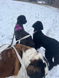 three dogs walking in the snow on a leash