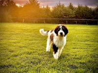 a black and white dog walking on a grassy field