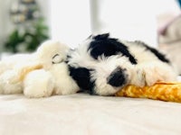 a black and white puppy laying on a bed with a stuffed animal