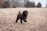 a brown puppy running through a dry field