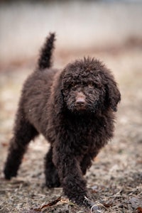 a brown poodle puppy walking on the ground