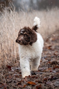 a brown and white dog running through a field