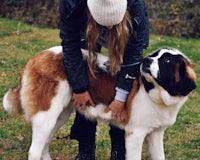 a woman petting a large st bernard dog