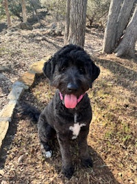 a black dog with a pink tongue sitting in a wooded area