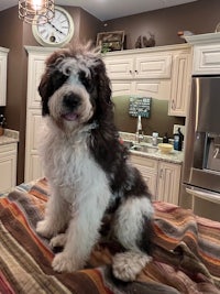 a black and white dog sitting on top of a table in a kitchen