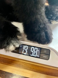 a black and white dog is standing on a scale