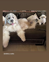 two dogs laying on a couch next to each other