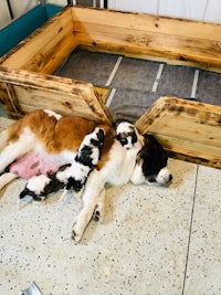 a baby st bernard laying on a wooden bed