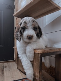 a black and white puppy laying on a wooden stool