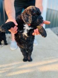 a black puppy being held up by a person