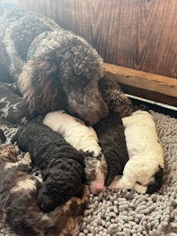 a dog is laying on a rug with a bunch of puppies