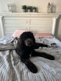 a black poodle laying on top of a bed