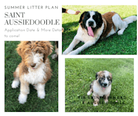 saint audrey doodle summer litter plan