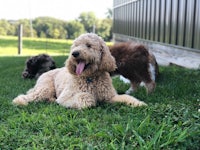 a group of poodles laying in the grass