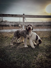 two dogs standing next to each other in a field