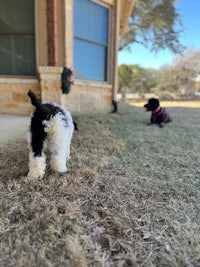 two black and white dogs standing on the grass in front of a house