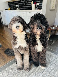 two black and white poodles sitting on a kitchen floor