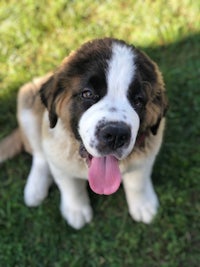 a st bernard puppy is sitting on the grass