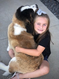 a little girl hugging a st bernard dog